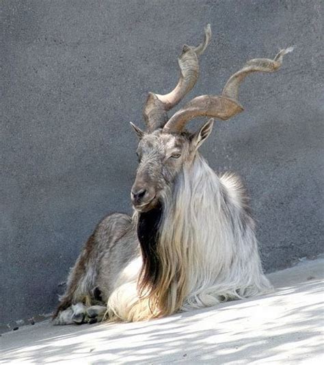 Interesting Facts about Markhor Goat | Interesting Facts