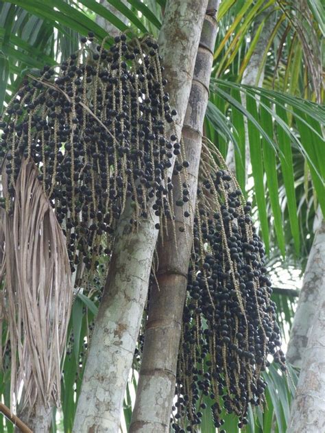 Acai Berries Palm Tree | Growing gardens, Exotic fruit, Acai palm