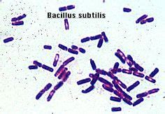 Bacillus subtilis gram stain | Bacillus subtilis | Pinterest | Bacillus subtilis and Microbiology