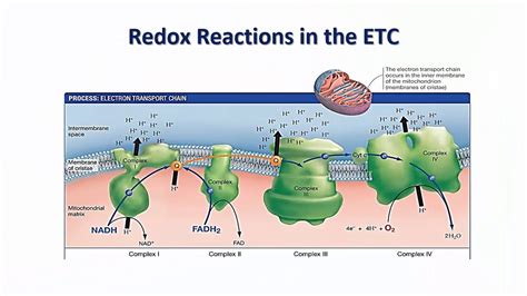 Electron transport chain & chemiosmosis - YouTube