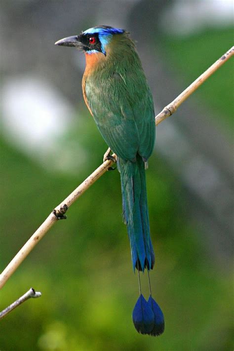 The motmots or Momotidae are a family of birds in the near passerine ...