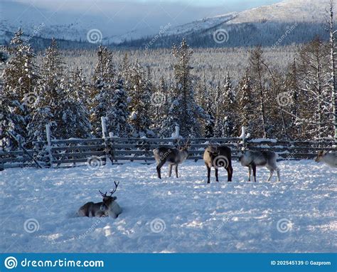 Reindeer farm in Lapland stock image. Image of northern - 202545139