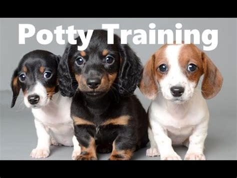 How To Potty Train A Chiweenie Puppy - Chiweenie House Training Tips ...