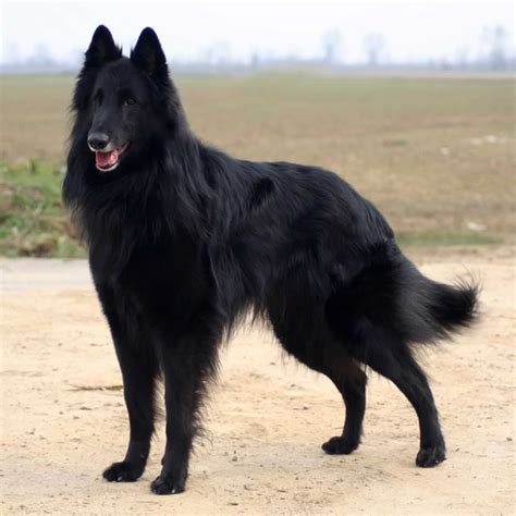 Pin di Dog Breeds su Groenendael | Cane da pastore, Cani neri, Pastori ...