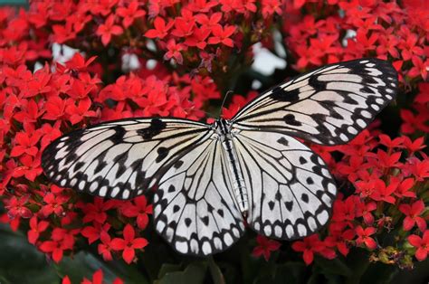 Franklin Park Conservatory Blooms and Butterflies returns in Feb