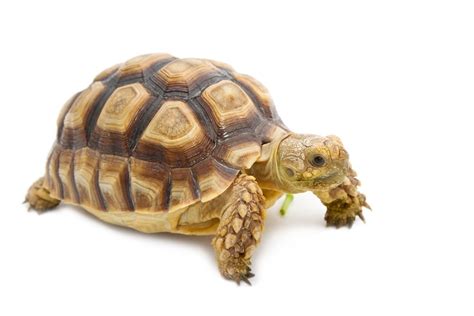 Leopard Tortoise Care Guide & Info » Petsoid