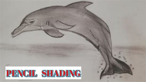 Pencil shading || Dolphin || Twins Bros activities - YouTube