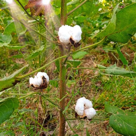 Levant Cotton Seeds - Gossypium Herbaceum Flower Seed