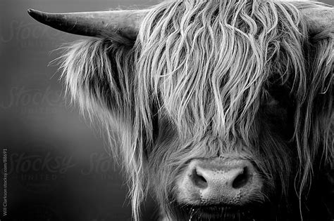 Black and white portrait of a highland cow looking at the camera by ...