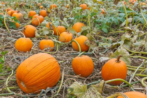 Pumpkin Patch Free Stock Photo - Public Domain Pictures