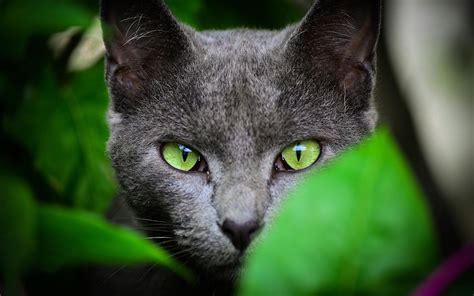 Grey Cat Wallpapers - Wallpaper Cave