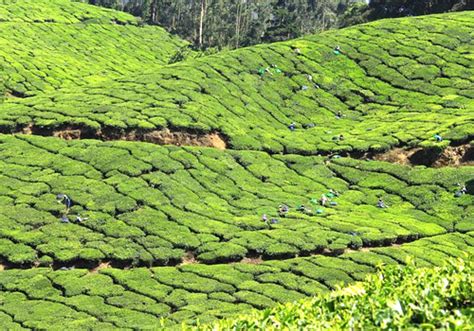 Spice Plantations of Kerala