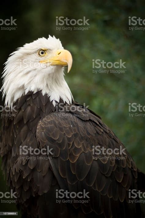 American Bald Eagle Close Up Stock Photo - Download Image Now - American Culture, Bird, Color ...