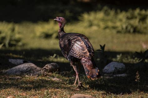 Wild turkey habitat projects in Hubbard County - Bemidji Now