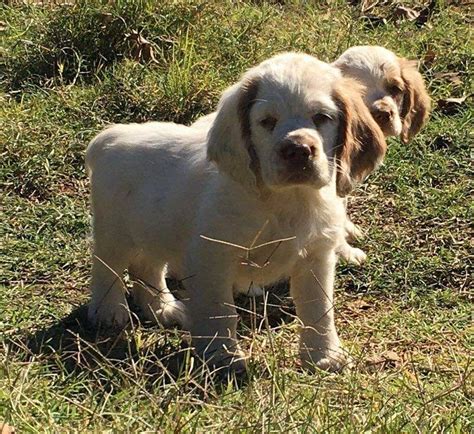 Clumber Spaniel Puppies For Sale