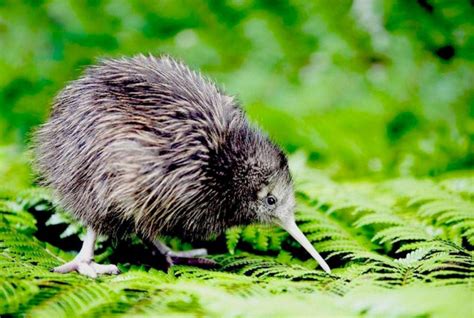 Where can you see kiwi birds in New Zealand with kids? | Auckland for Kids