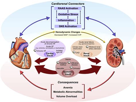 Cardiorenal Syndrome and Heart Failure—Challenges and Opportunities - Canadian Journal of Cardiology