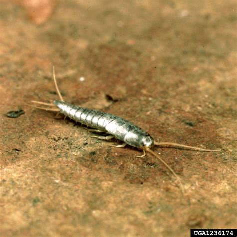 small blue silverfish, Lepisma saccharina (Thysanura: Lepismatidae ...