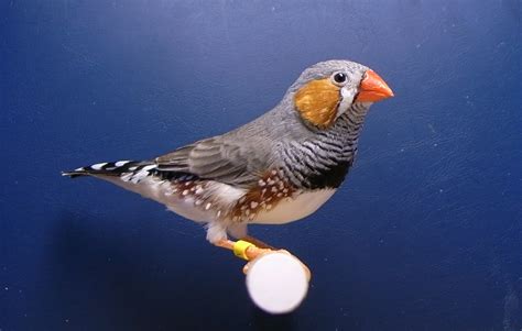 Song-learning neurons identified in songbirds | Asia Research News