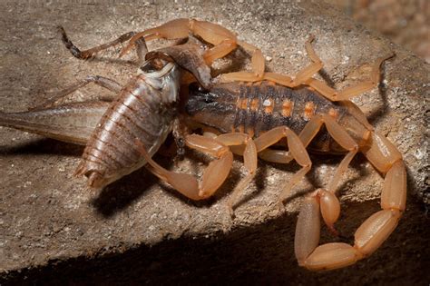 Striped Bark Scorpion, Texas | Dave Wilson Photography