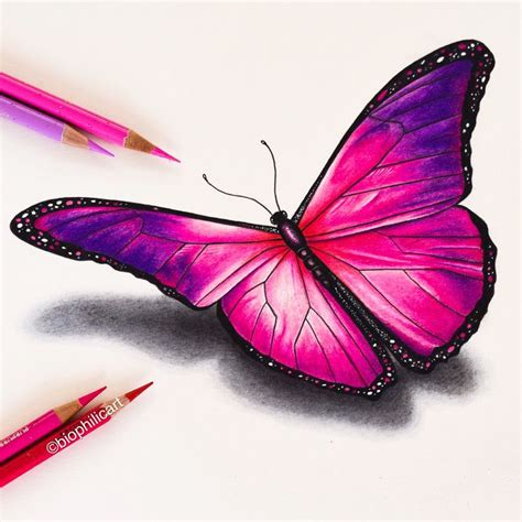 Picture of a pink butterfly drawn using colored pencils. Butterfly coloured pencil art ...