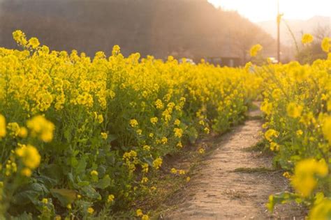 Mustard Flowers » Much More Than a Pretty Bloom