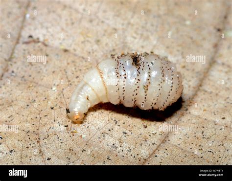 Human botfly (Dermatobia hominis) larvae, on leaf, French Guiana Stock ...