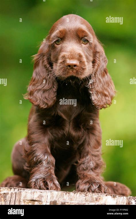 English Cocker Spaniel Brown puppy sitting tree stump Germany Stock Photo - Alamy