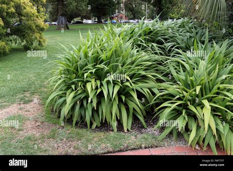 Palm Grass Plant or known as Setaria palmifolia or Evergreen Koi Pond ...