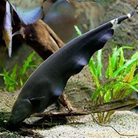 Black Ghost Knifefish Apteronotus albifrons The Fishkeeper | Akvaario