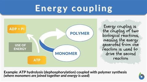 Energy coupling - Definition and Examples - Biology Online Dictionary