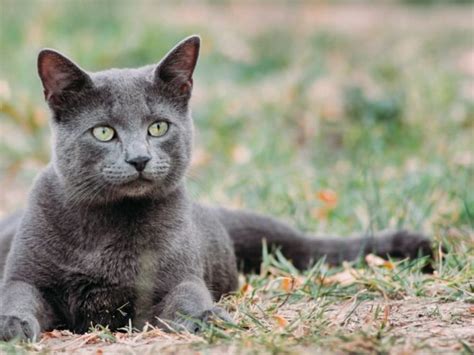 Strange But Beautiful: 11 Exotic Russian Cat Breeds - The Goody Pet