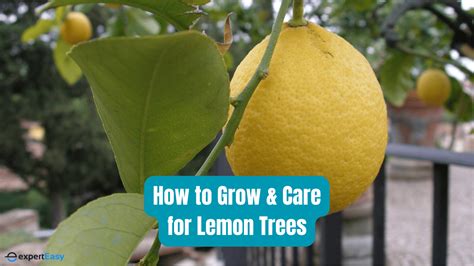 How to Grow and Care for Lemon Trees