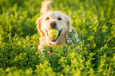 Golden Retriever Fetching The Ball Stock Photo - Image of open ...