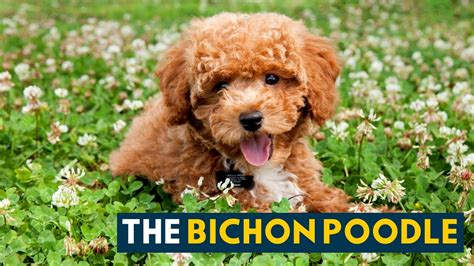 Bichon Poodle: A Pet Parent's Guide to The Teddy Bear-Like Poochon! - YouTube