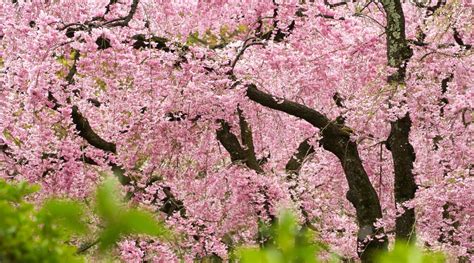 How to Plant, Grow and Care For Weeping Cherry Trees