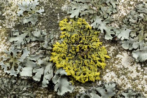 Bright Yellow Foliose Lichens – Ohio Moss and Lichen Association