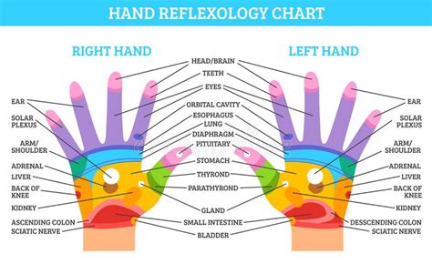 Hand Reflexology Chart Stock Illustrations – 62 Hand Reflexology Chart Stock Illustrations ...