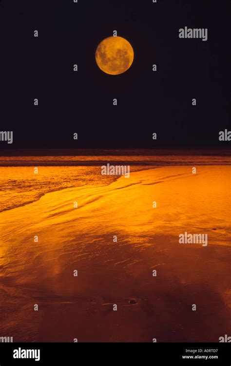 Harvest Moon and moonlight orange full moon Stock Photo - Alamy