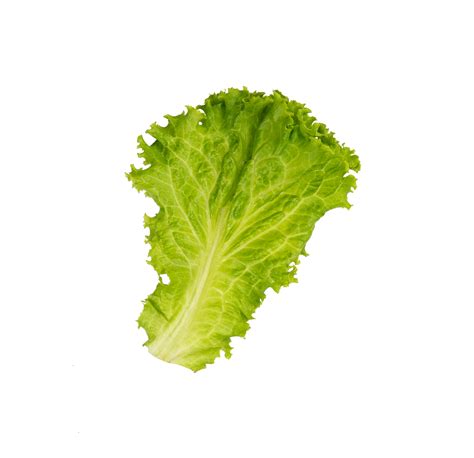 Fresh green lettuce leaf isolated 22453251 PNG