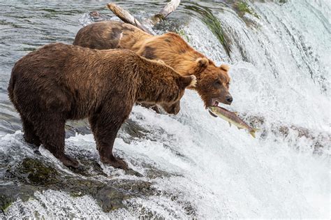 pixgaga.com | Brown Bear on Brooks Falls catching Salmon swimming upstream, Alaska, USA