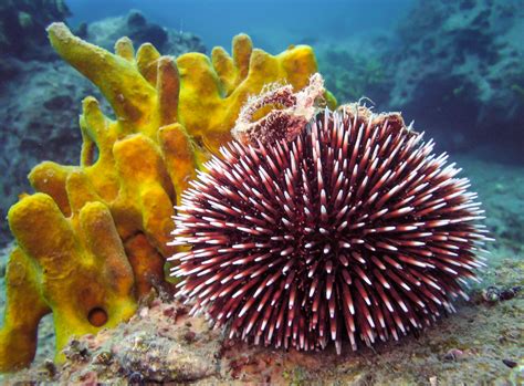 Sea Urchin - Animal Corner