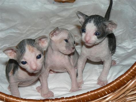 Donskoy or Don Sphynx kittens photo and wallpaper. Beautiful Donskoy or ...