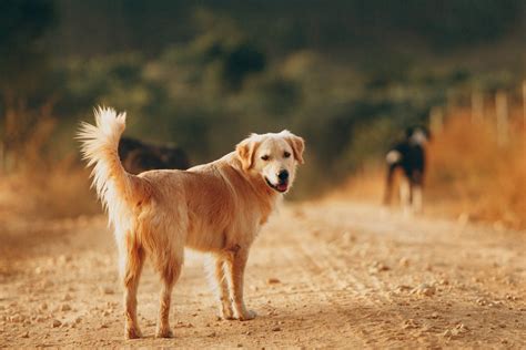 Are Golden Retrievers Good Family Dogs? - Pet Hooligans