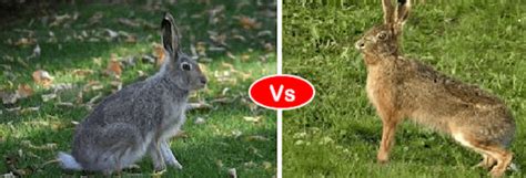 Rabbit vs Hare vs Bunny difference and comparison