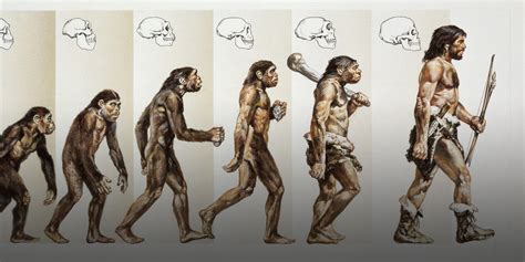 Evolution Of Man Names Of Stages