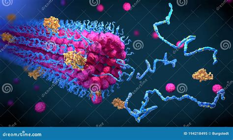 Protein Enzymes Fold into Their Structure To Fulfill Their Function ...