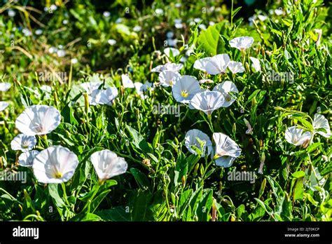 Flowers of field bindweed Convolvulus arvensis create unique natural ...