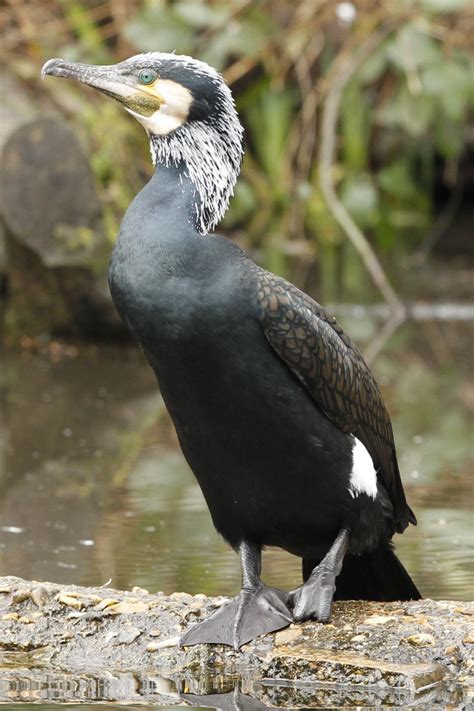 Cormorant – Paul Brown Photography