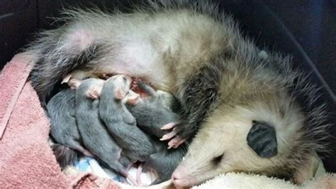 Baby opossum returns to WildCare with pouch full of babies | KTVU FOX 2